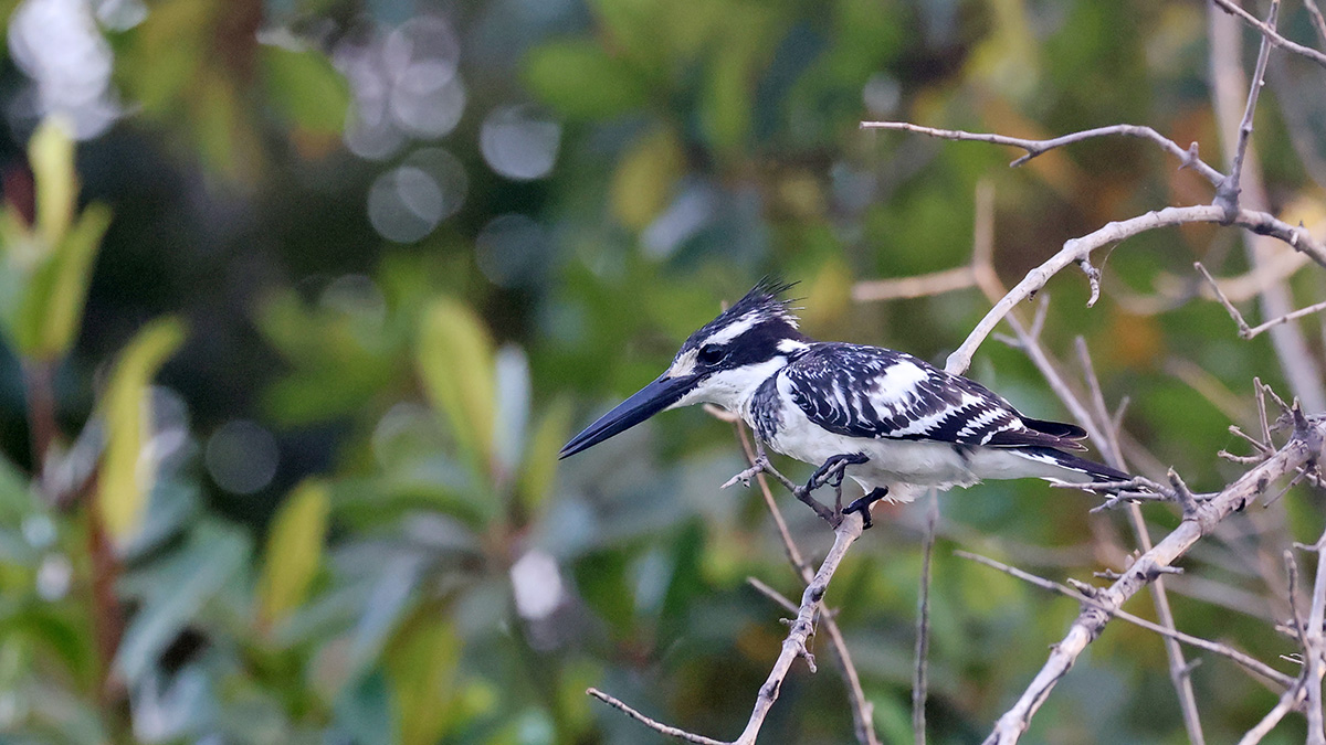 Pied Kingfisher